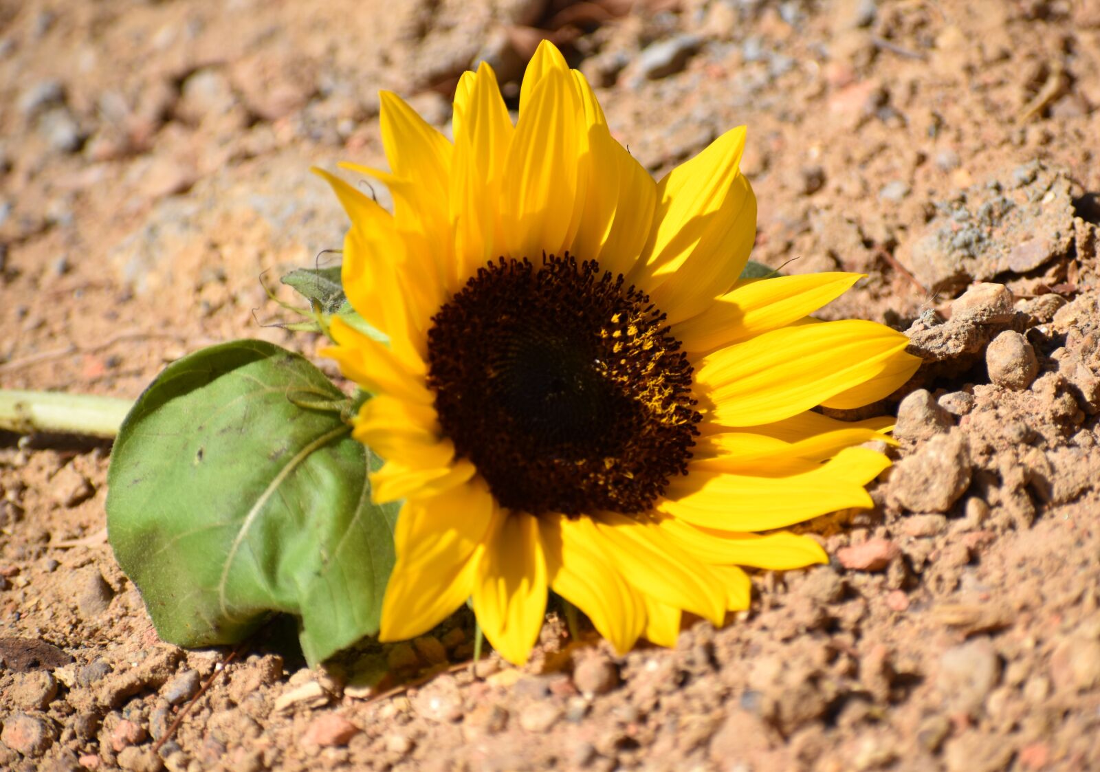 Nikon D5500 sample photo. Nature, flora, closeup photography