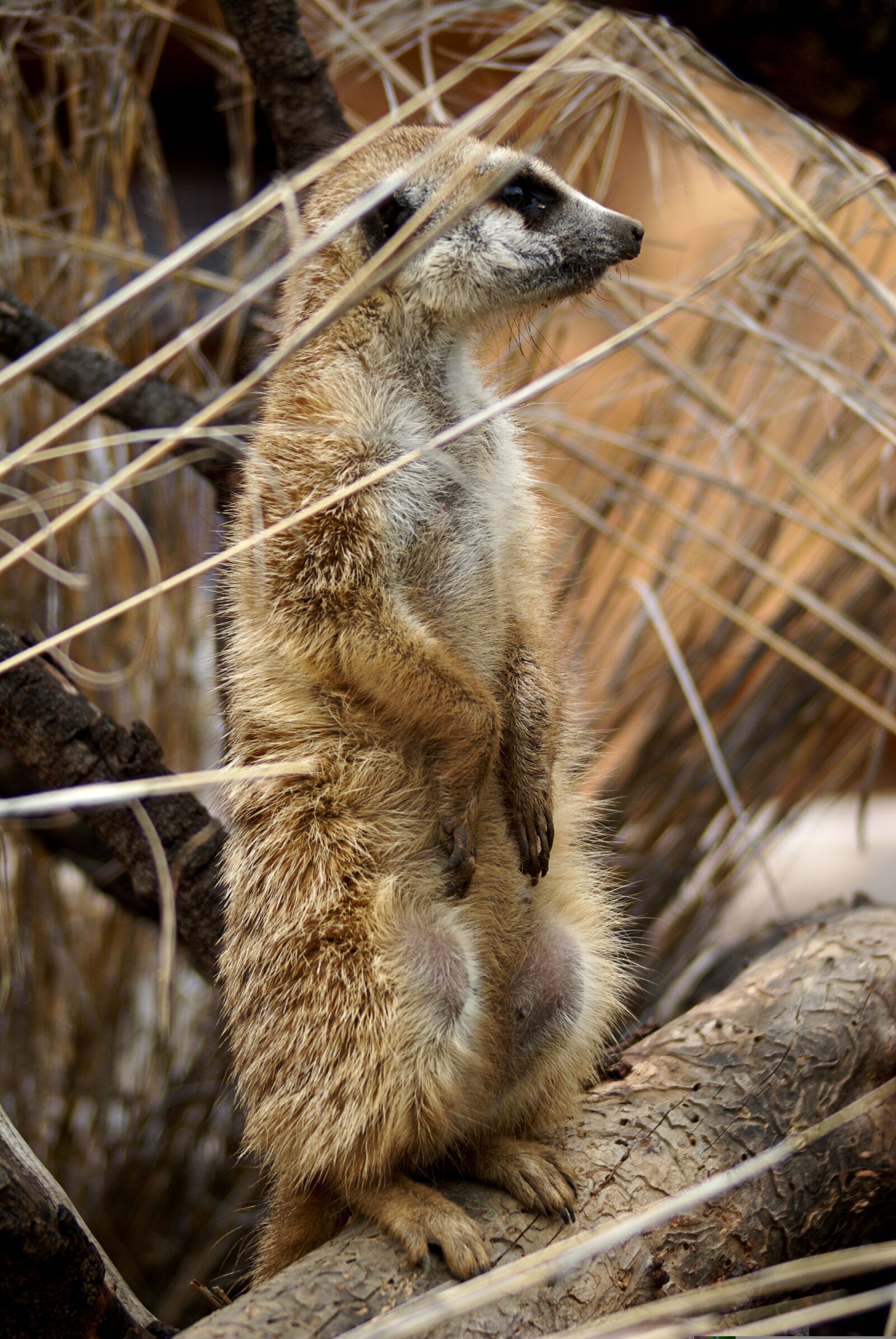 Sony Alpha DSLR-A100 sample photo. Mere cat, africa, lookout photography