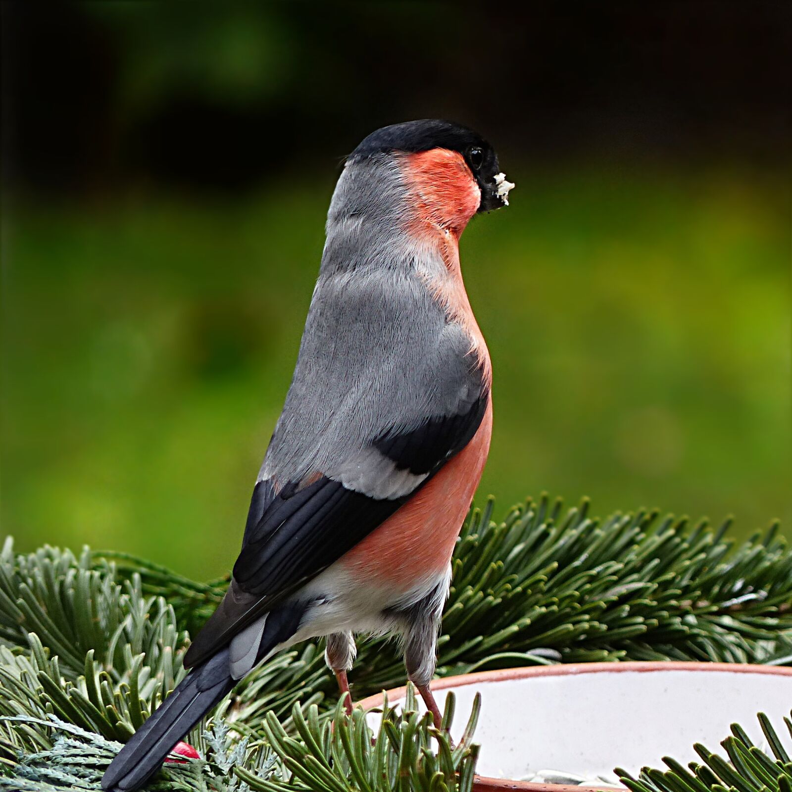 Panasonic Lumix DMC-FZ200 sample photo. Bird, bullfinch, pyrrhula photography