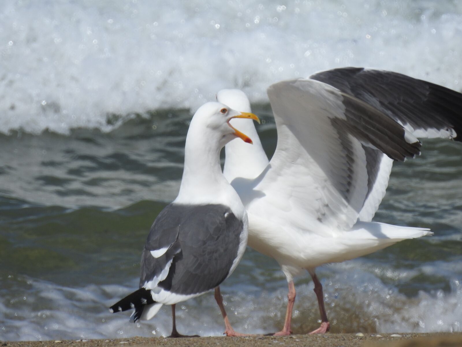 Nikon Coolpix P900 sample photo. Sea, gull, ocean photography