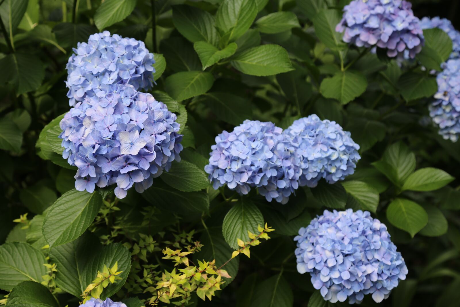 Canon EOS 6D + Canon EF 24-105mm F4L IS USM sample photo. Hydrangea, flowers and plants photography