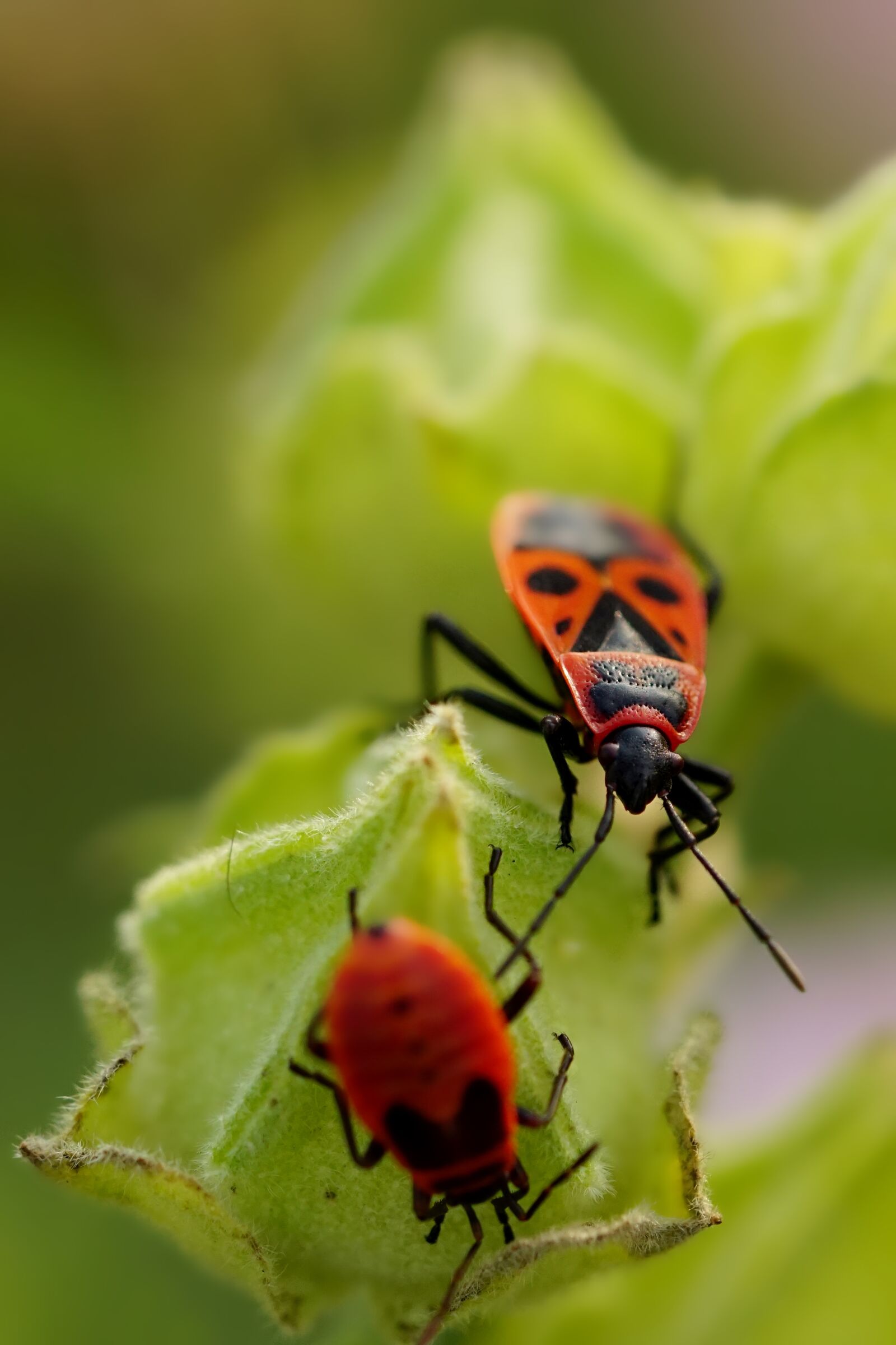 Sony a6000 + Sony FE 90mm F2.8 Macro G OSS sample photo. Nature, insect, bug photography