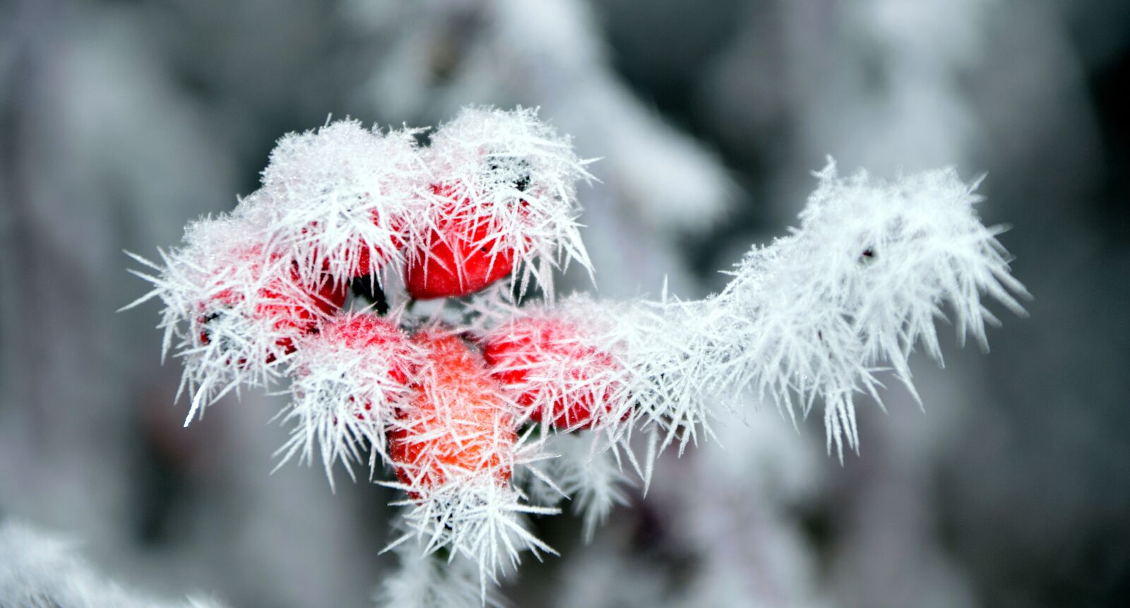 Nikon D3300 sample photo. Rose hip, frost, winter photography
