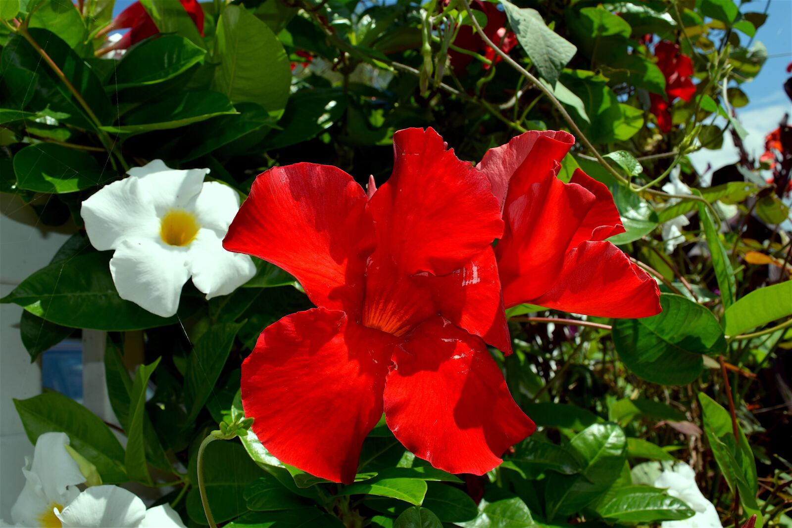 Nikon D3300 sample photo. Flower, red, white photography