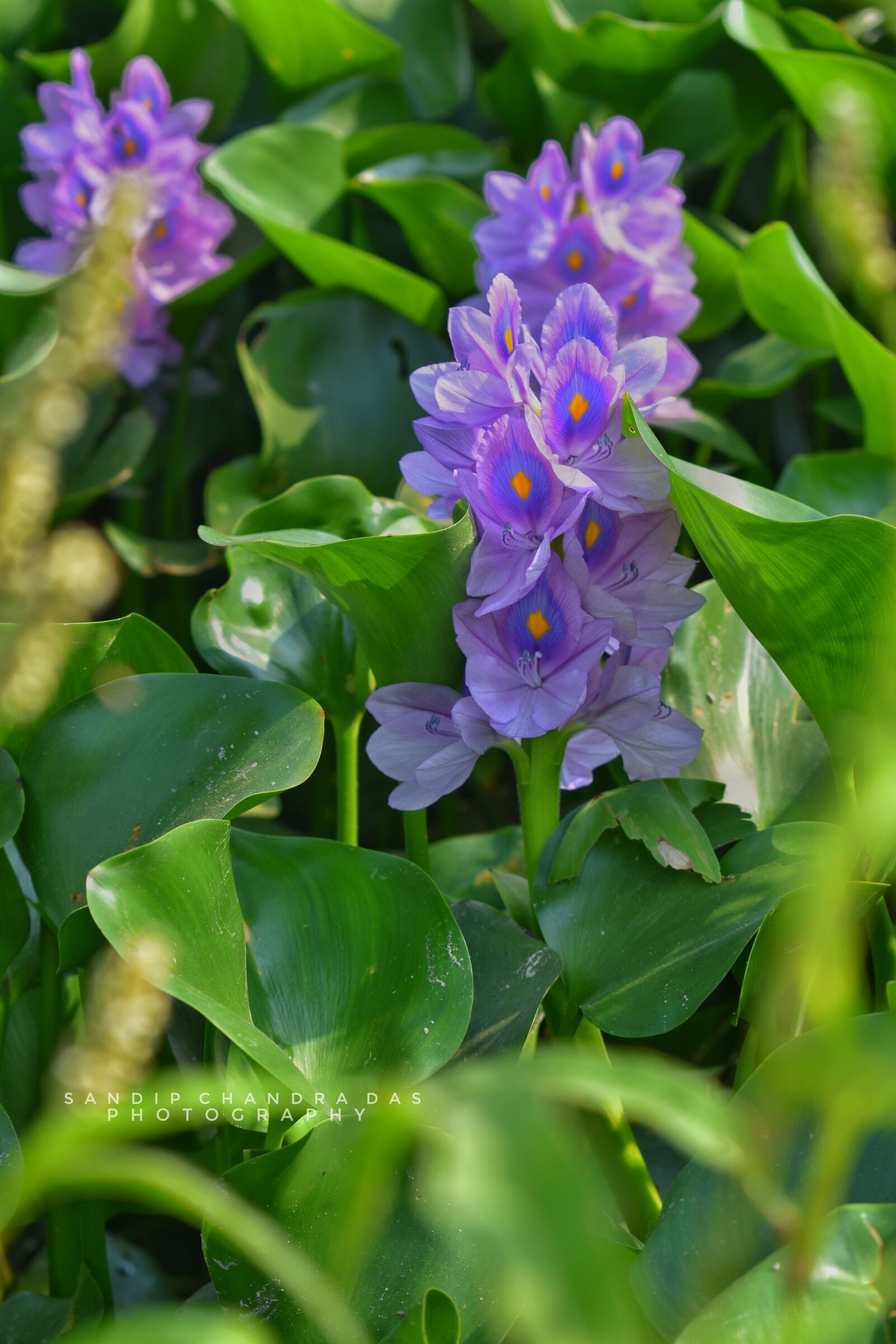 Nikon D3400 sample photo. Flower, blue, nature photography