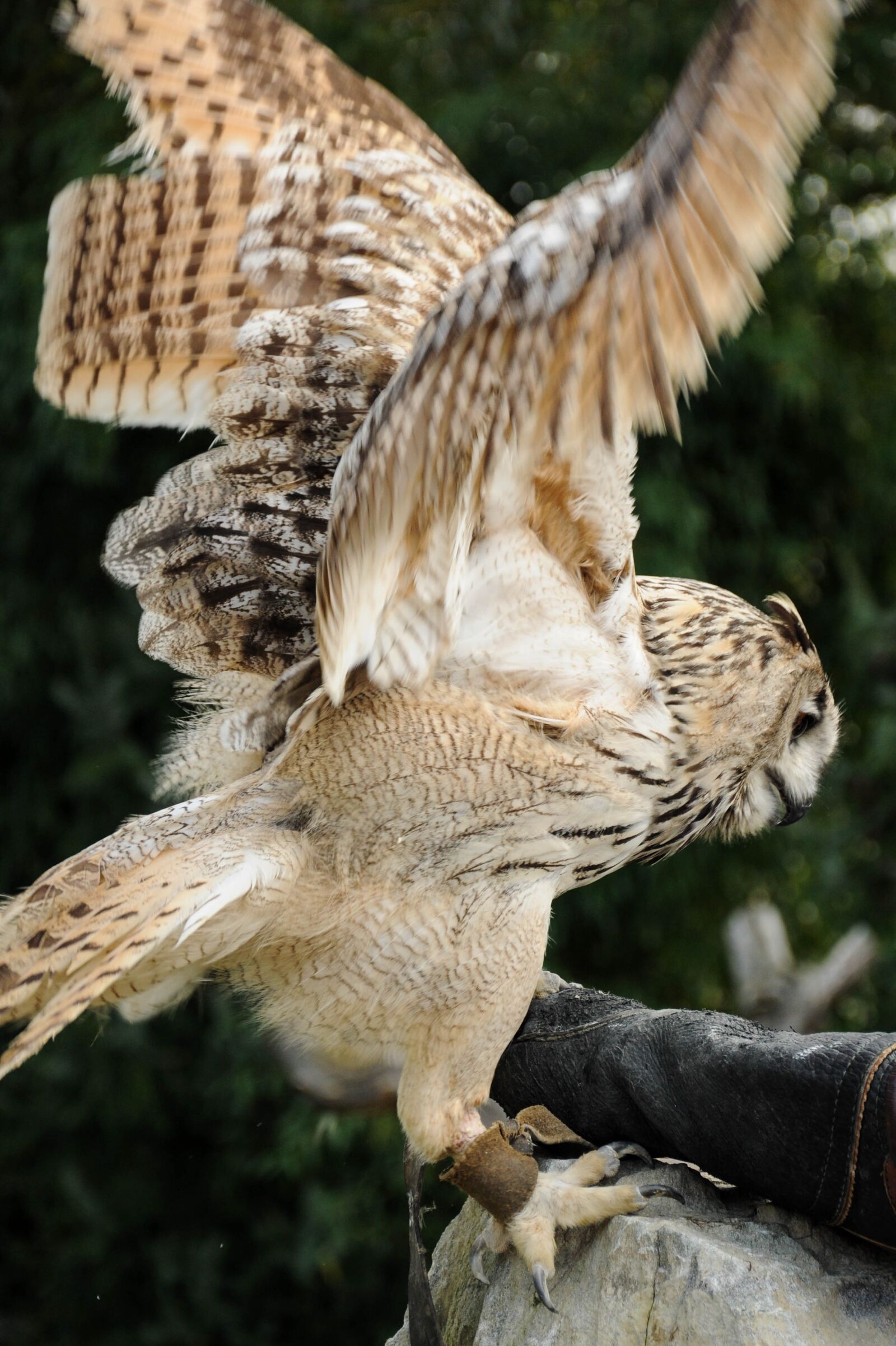 Nikon D90 sample photo. Falconry, locarno, raptors photography