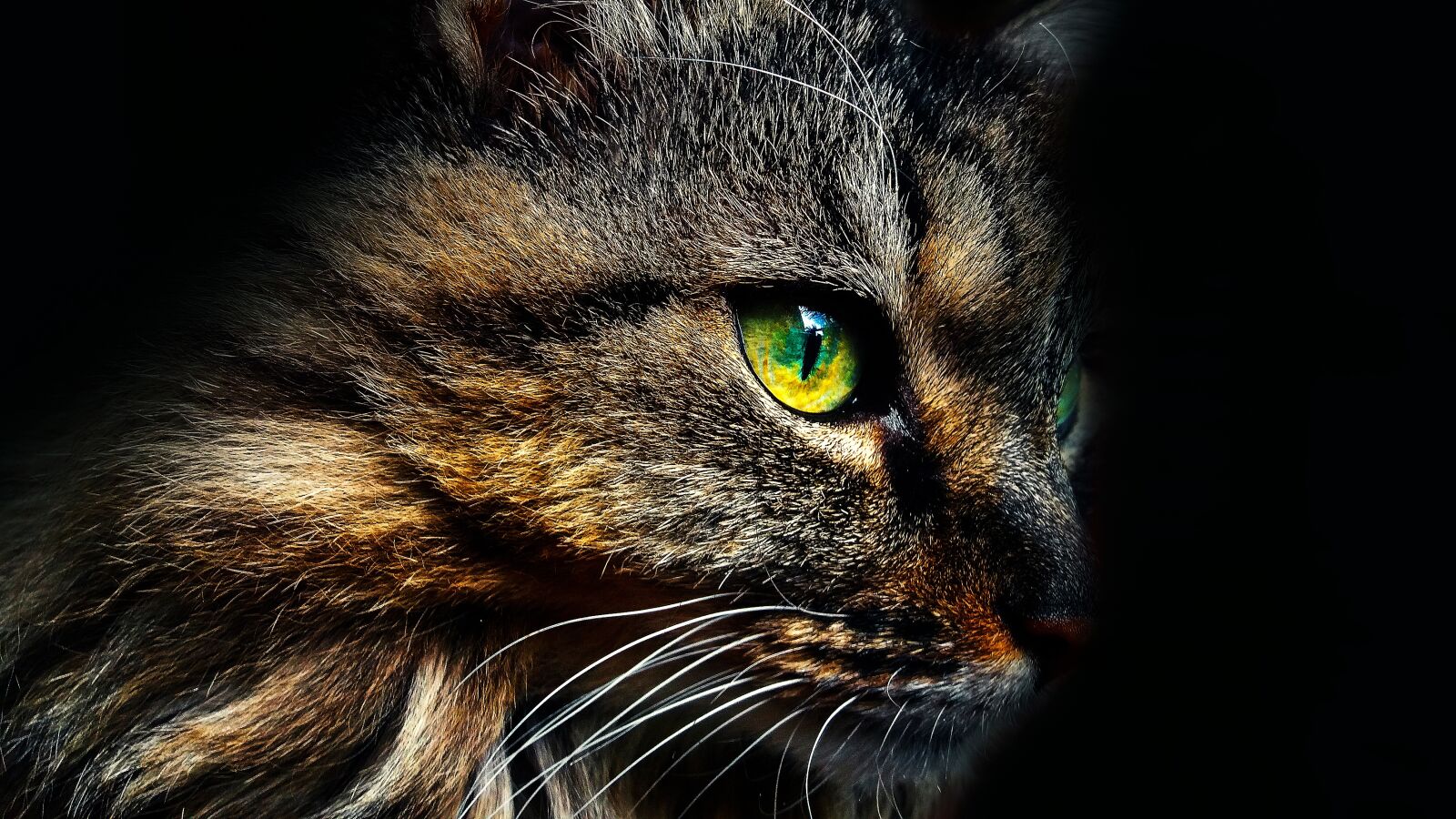 Samsung Galaxy J5 sample photo. Cat, cat's eye, animal photography