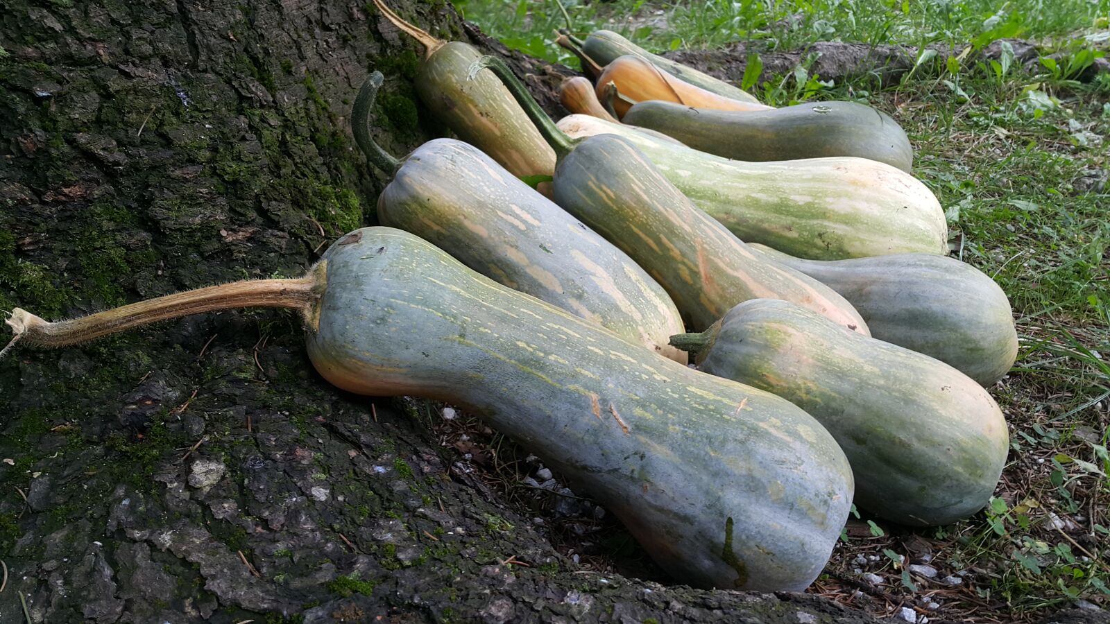 Samsung Galaxy Note4 sample photo. Pumpkin photography