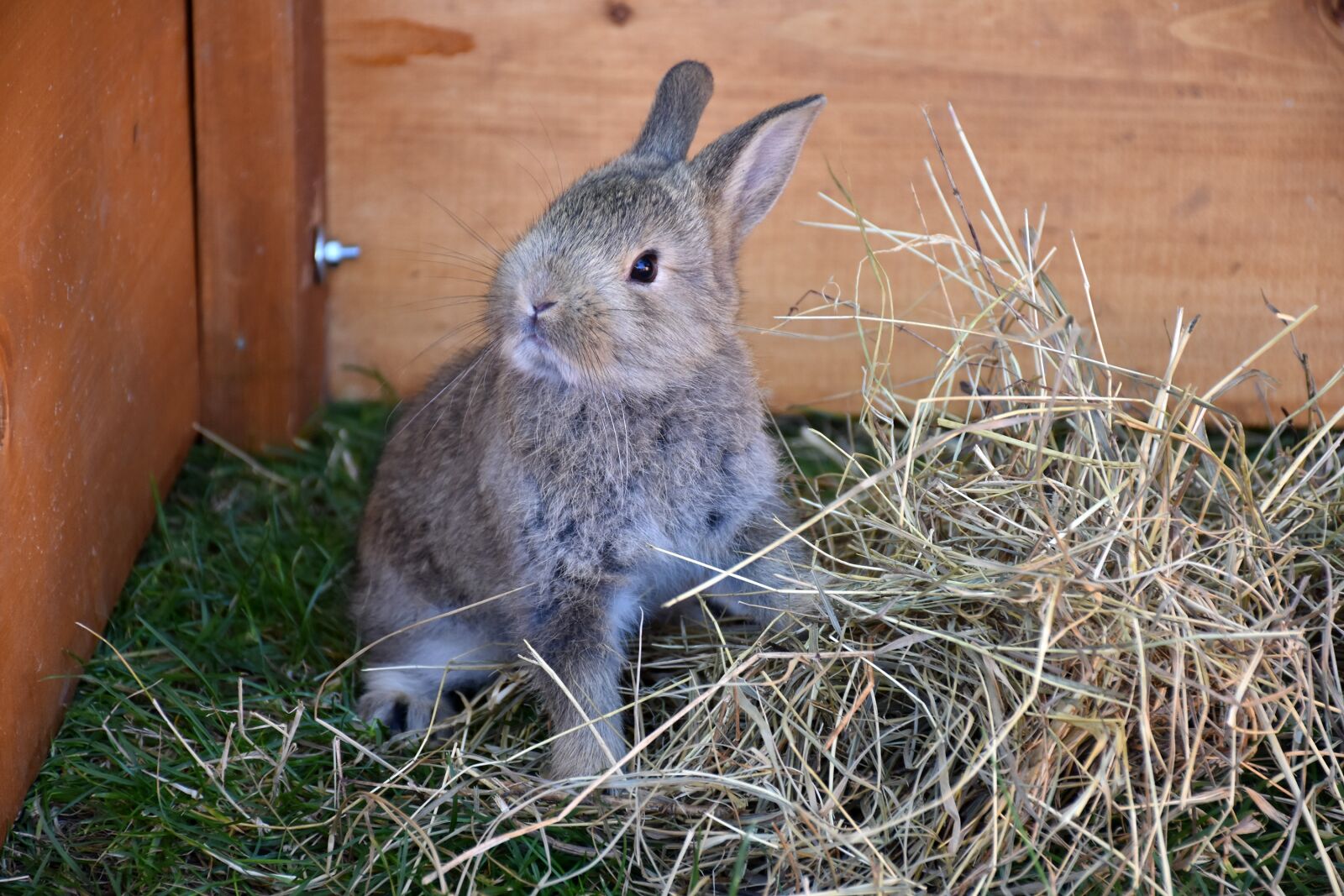 Nikon D7200 sample photo. Bunny, pet, rabbit photography