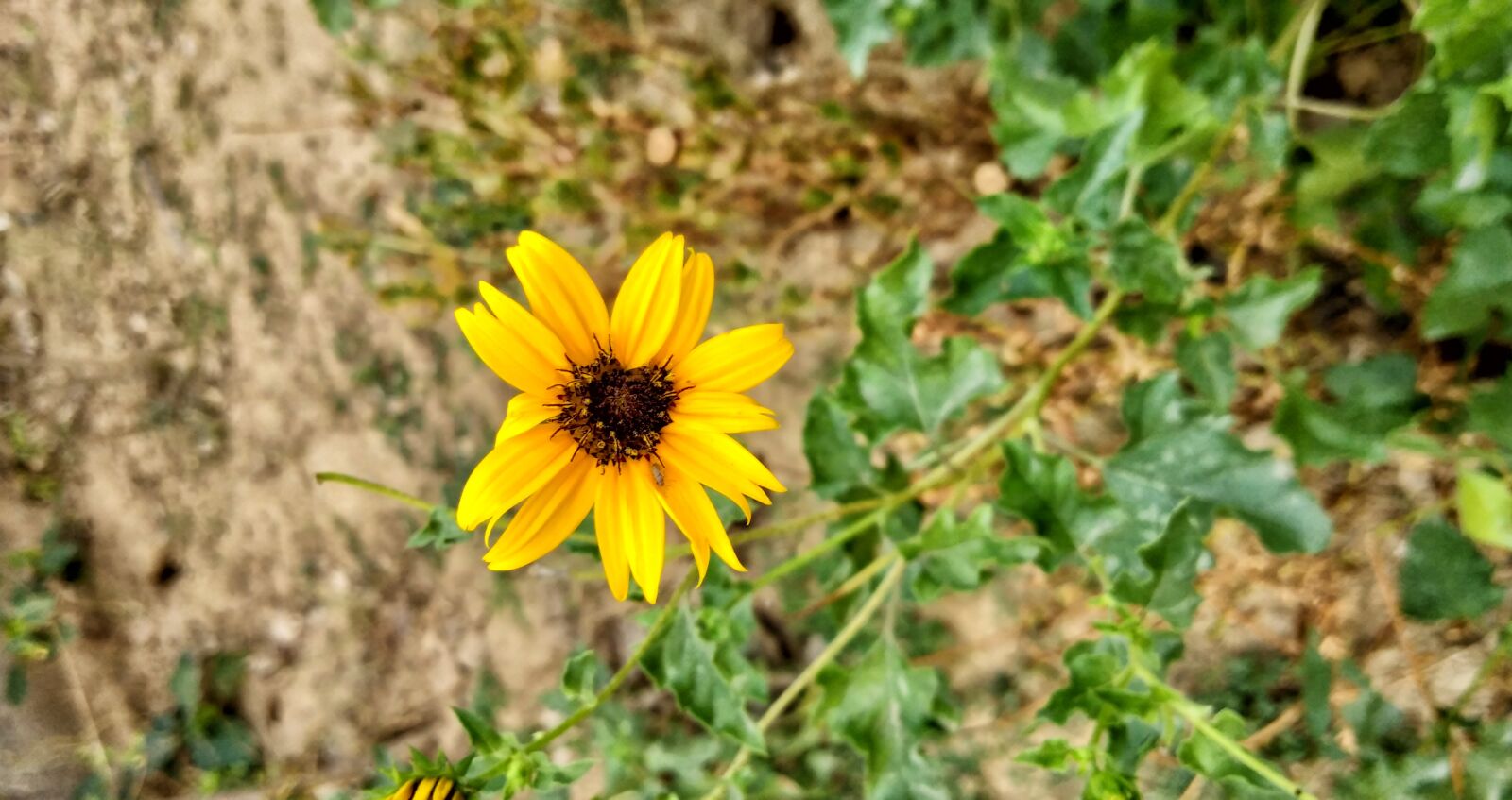 vivo V9 6GB sample photo. Flower, sunflower, yellow photography