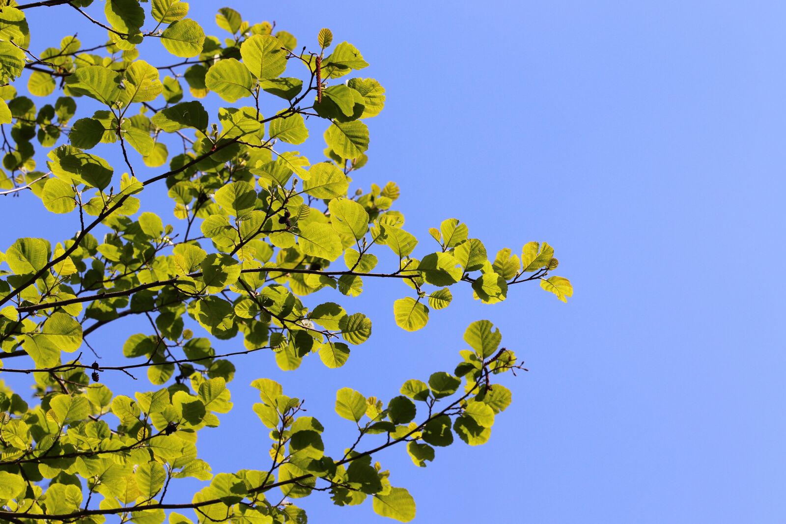 Canon EOS 200D (EOS Rebel SL2 / EOS Kiss X9) sample photo. Spring, green leaves, branches photography