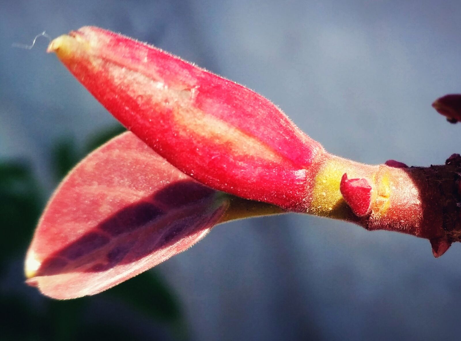 Xiaomi Redmi 3S sample photo. Small, leaf photography
