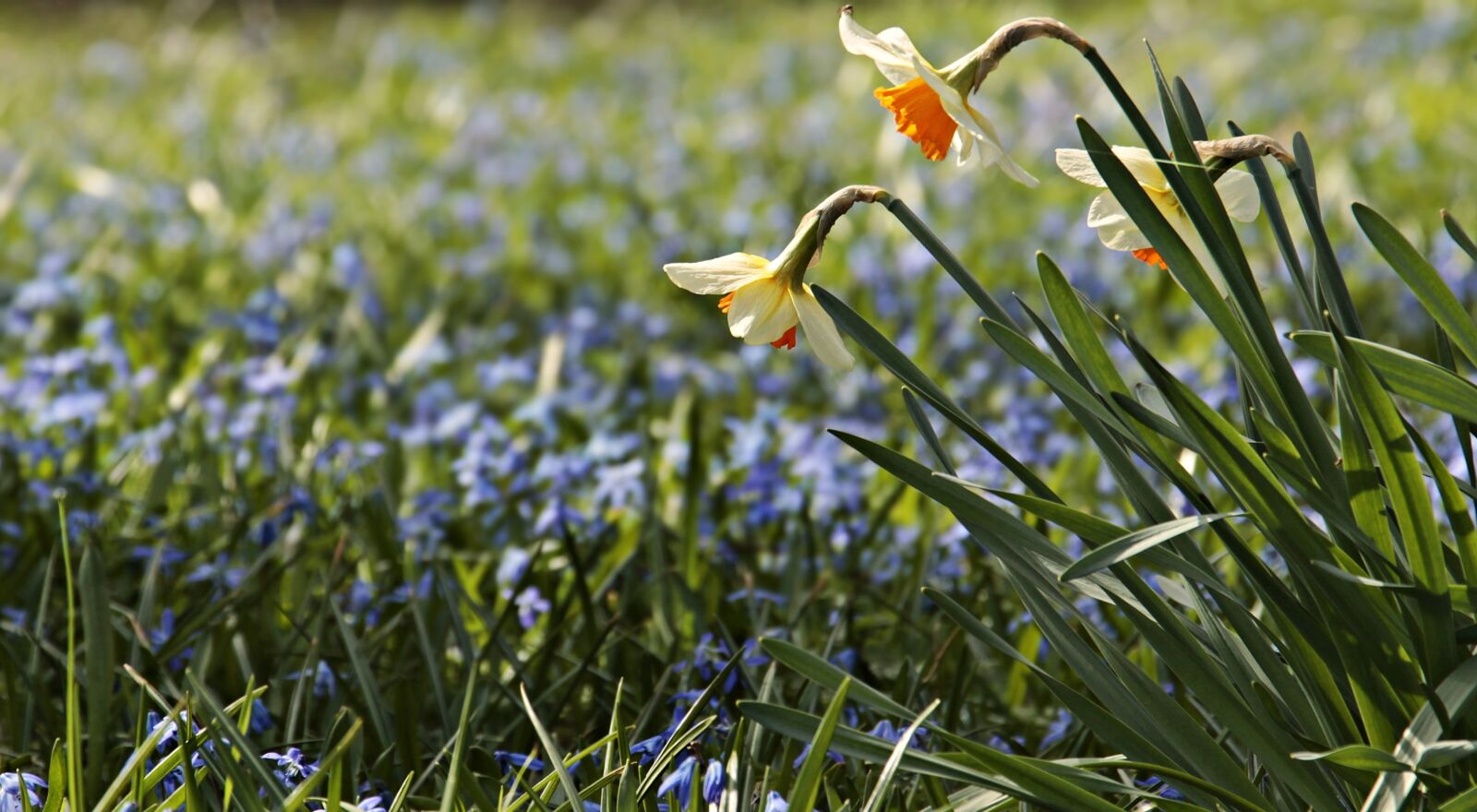 Canon EOS 100D (EOS Rebel SL1 / EOS Kiss X7) sample photo. Flower meadow, daffodils, osterglocken photography