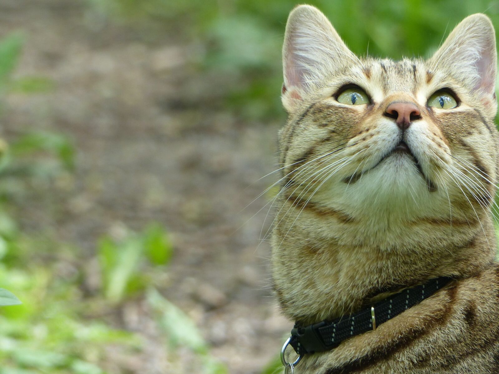 Panasonic Lumix DMC-FZ200 sample photo. Cat, animal, tiger cat photography