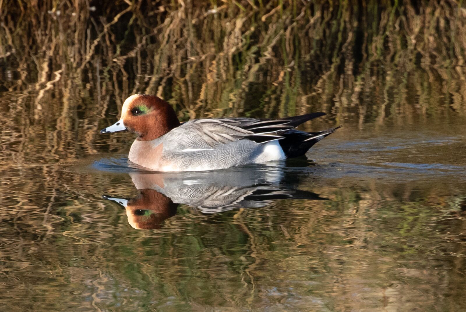 Canon EOS 7D Mark II sample photo. Wigeon duck, duck, wigeon photography