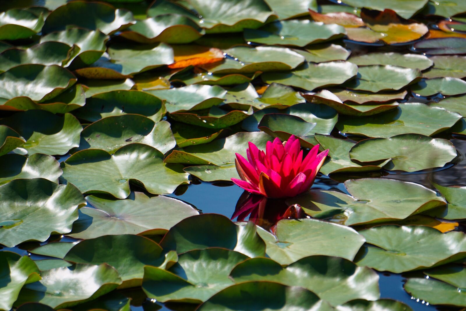 Sony a5100 + Sony E 55-210mm F4.5-6.3 OSS sample photo. Pond, water lily, aquatic photography