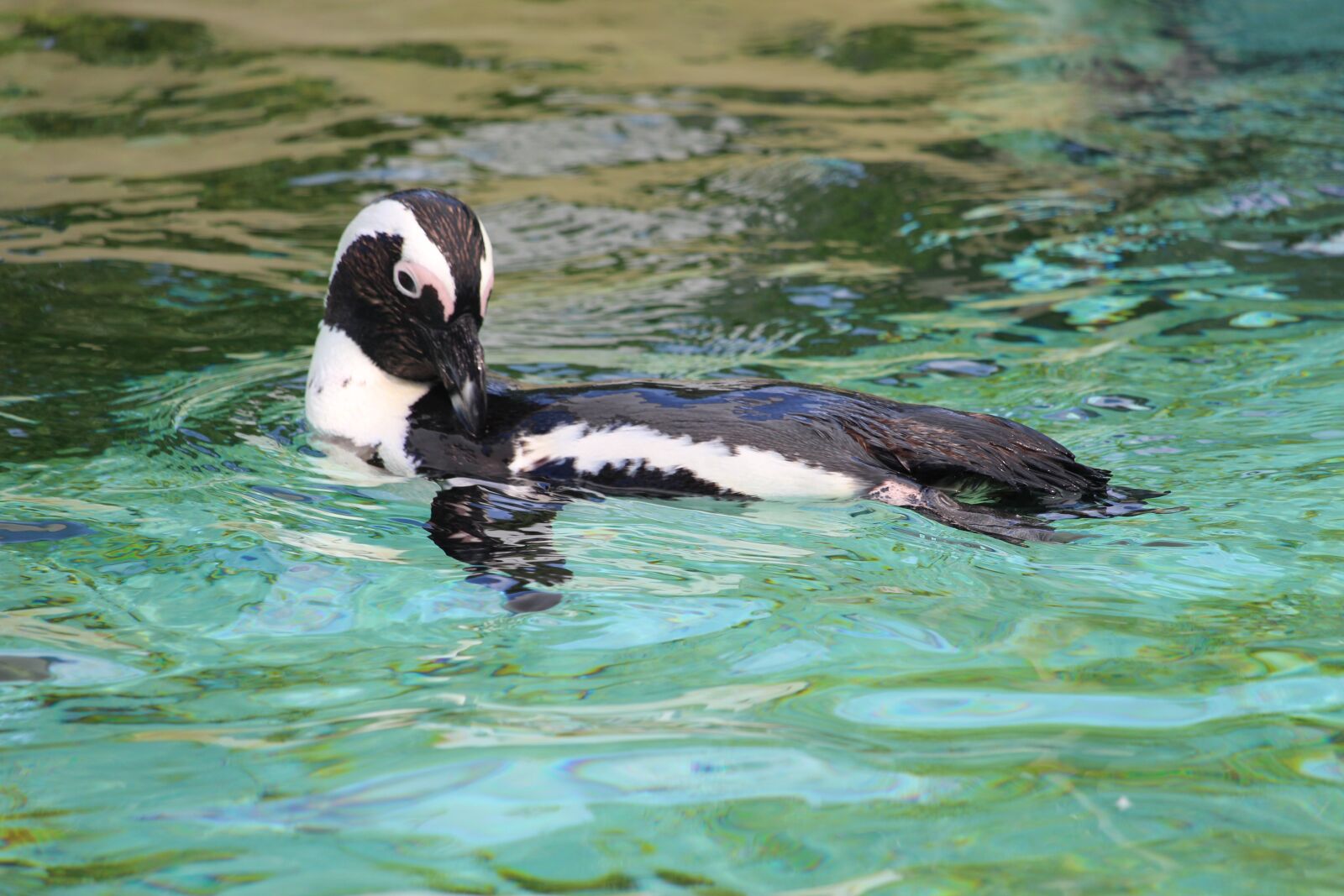 Canon EF-S 55-250mm F4-5.6 IS STM sample photo. Penguin, water, zoo photography