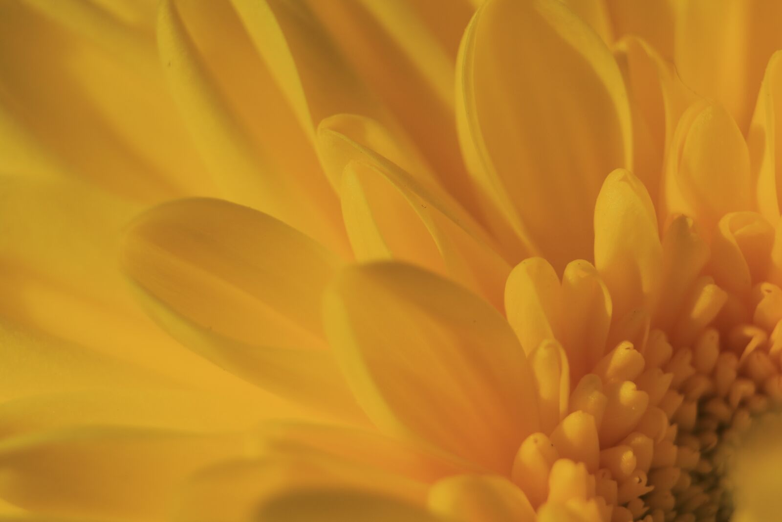 Canon EOS 750D (EOS Rebel T6i / EOS Kiss X8i) sample photo. Flower, plant, yellow photography