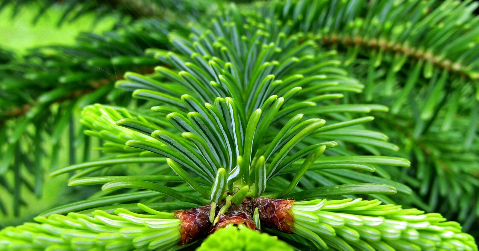 Canon POWERSHOT SX432 IS sample photo. Fir tree, fir tips photography
