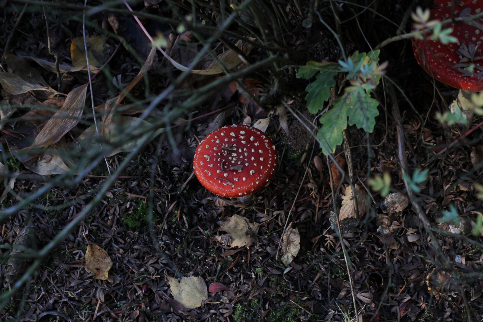 Canon EOS 1100D (EOS Rebel T3 / EOS Kiss X50) sample photo. Mushroom, fly agaric, forest photography