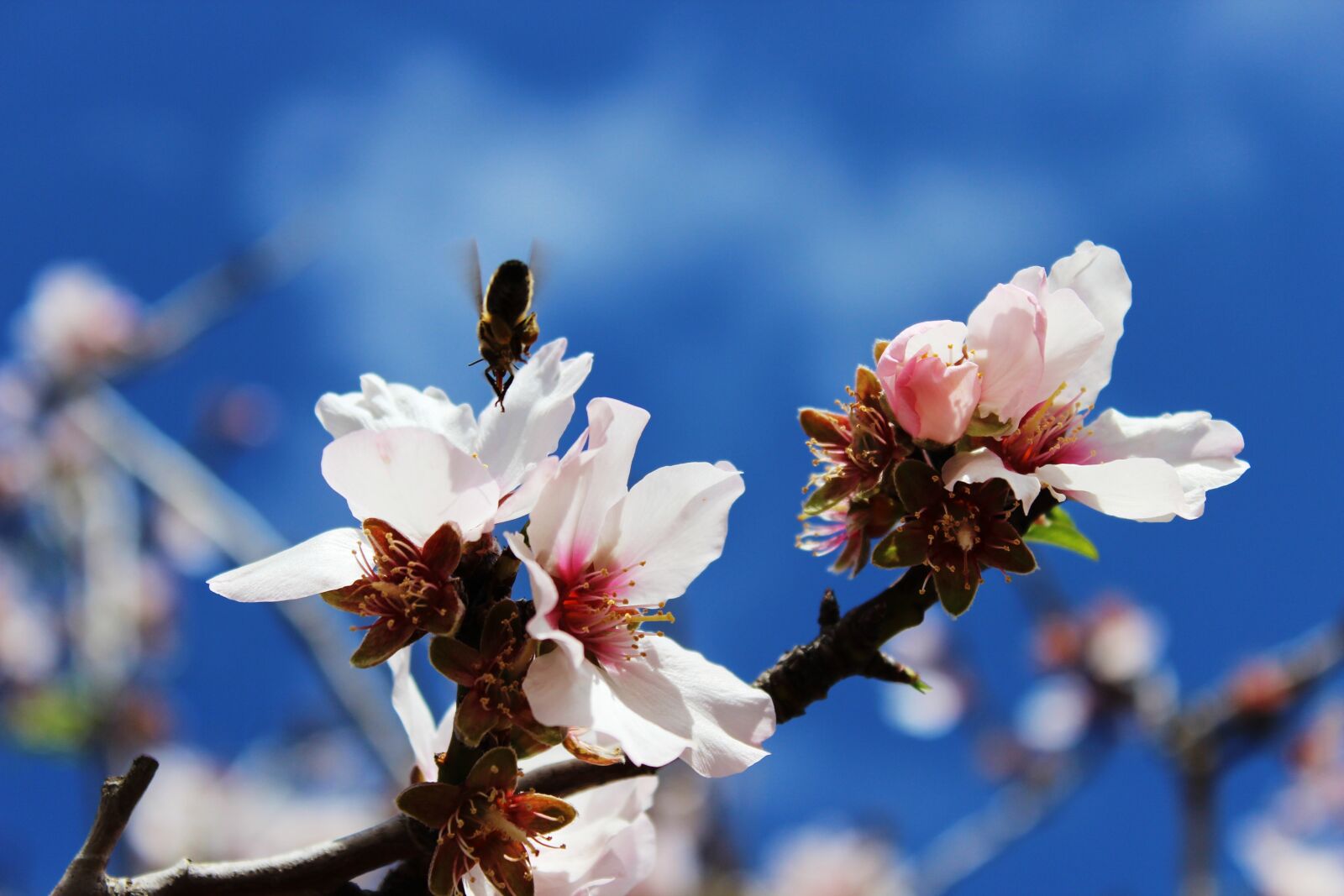 Canon EOS 600D (Rebel EOS T3i / EOS Kiss X5) sample photo. Bee, spring, macro photography