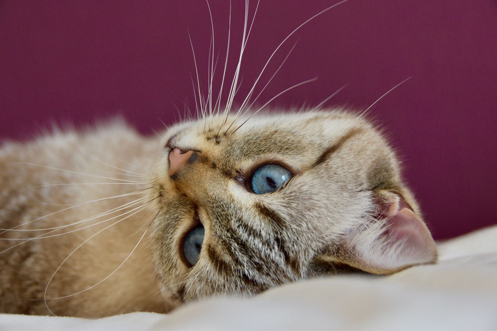 Nikon D5600 sample photo. Cat, eyes, look photography