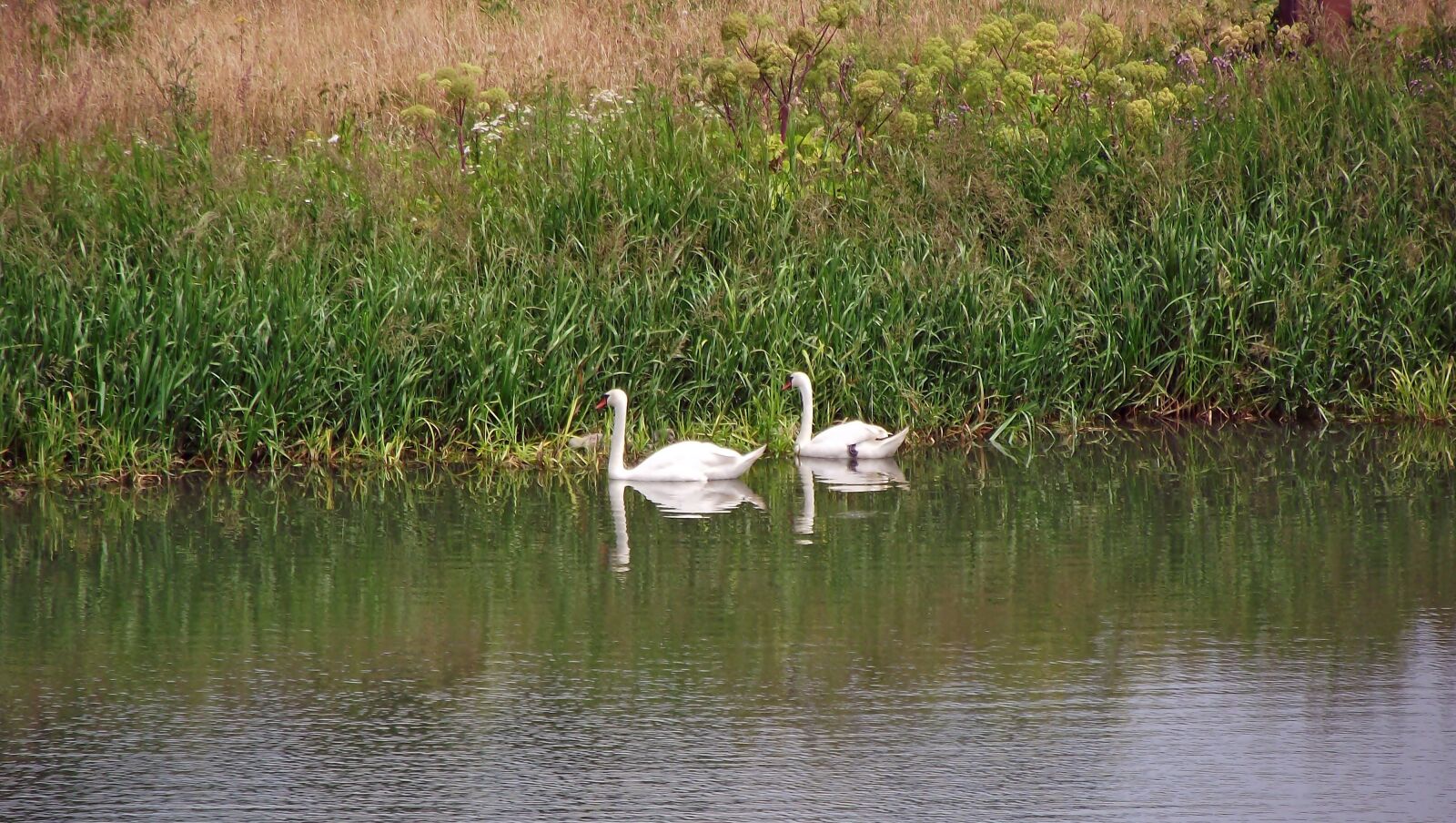FujiFilm FinePix S1600 (FinePix S1770) sample photo. Swans, birds, lake photography