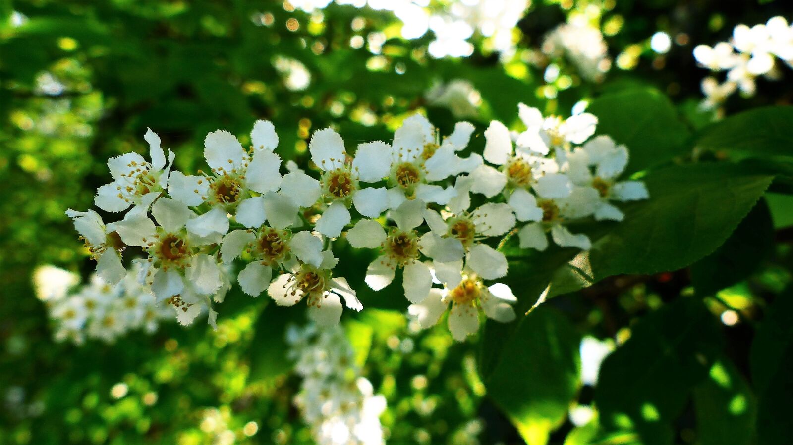 Panasonic Lumix DMC-FZ200 sample photo. Flower, nature, plant photography