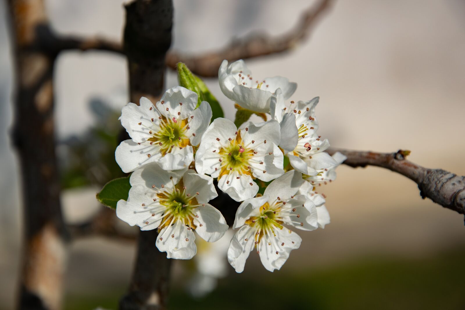 Nikon D3300 sample photo. Flower, nature, spring photography