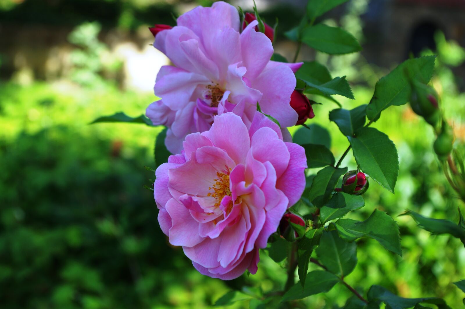 Pentax K-3 sample photo. Rose, flower, flowers photography