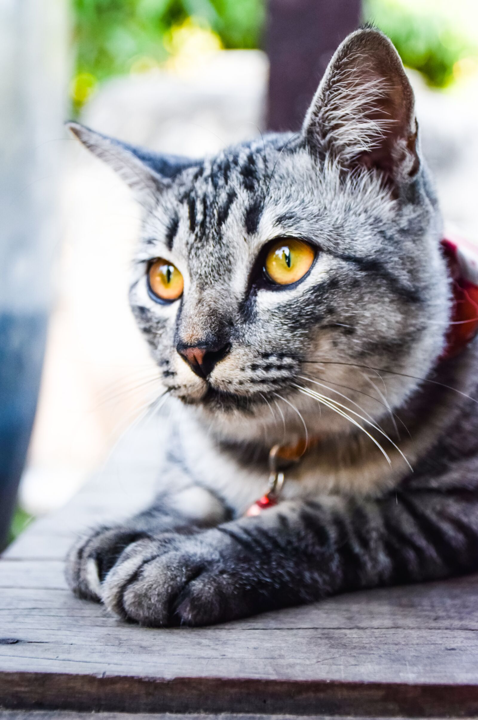 Nikon D5300 sample photo. Animals, pets, cat photography