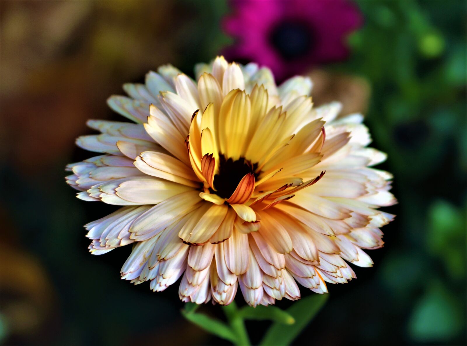 Canon EOS 700D (EOS Rebel T5i / EOS Kiss X7i) sample photo. Flower, marigold, sunlight photography