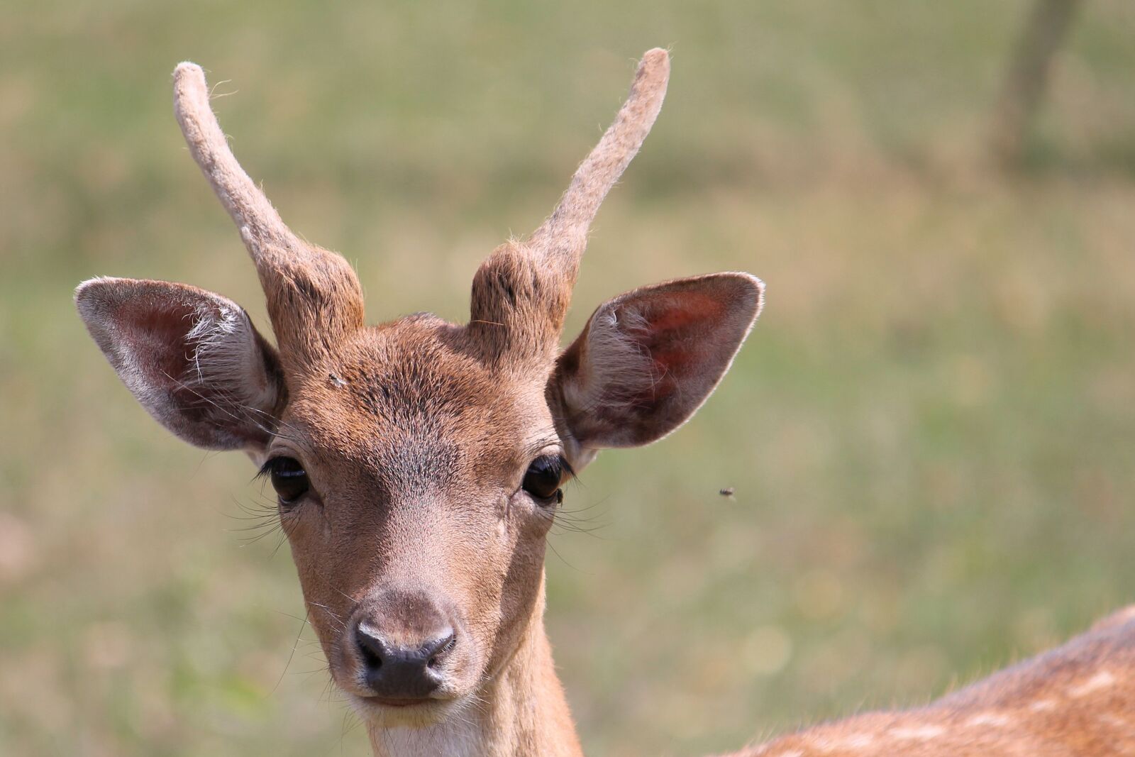 Canon EF-S 55-250mm F4-5.6 IS II sample photo. Roe deer, fallow deer photography