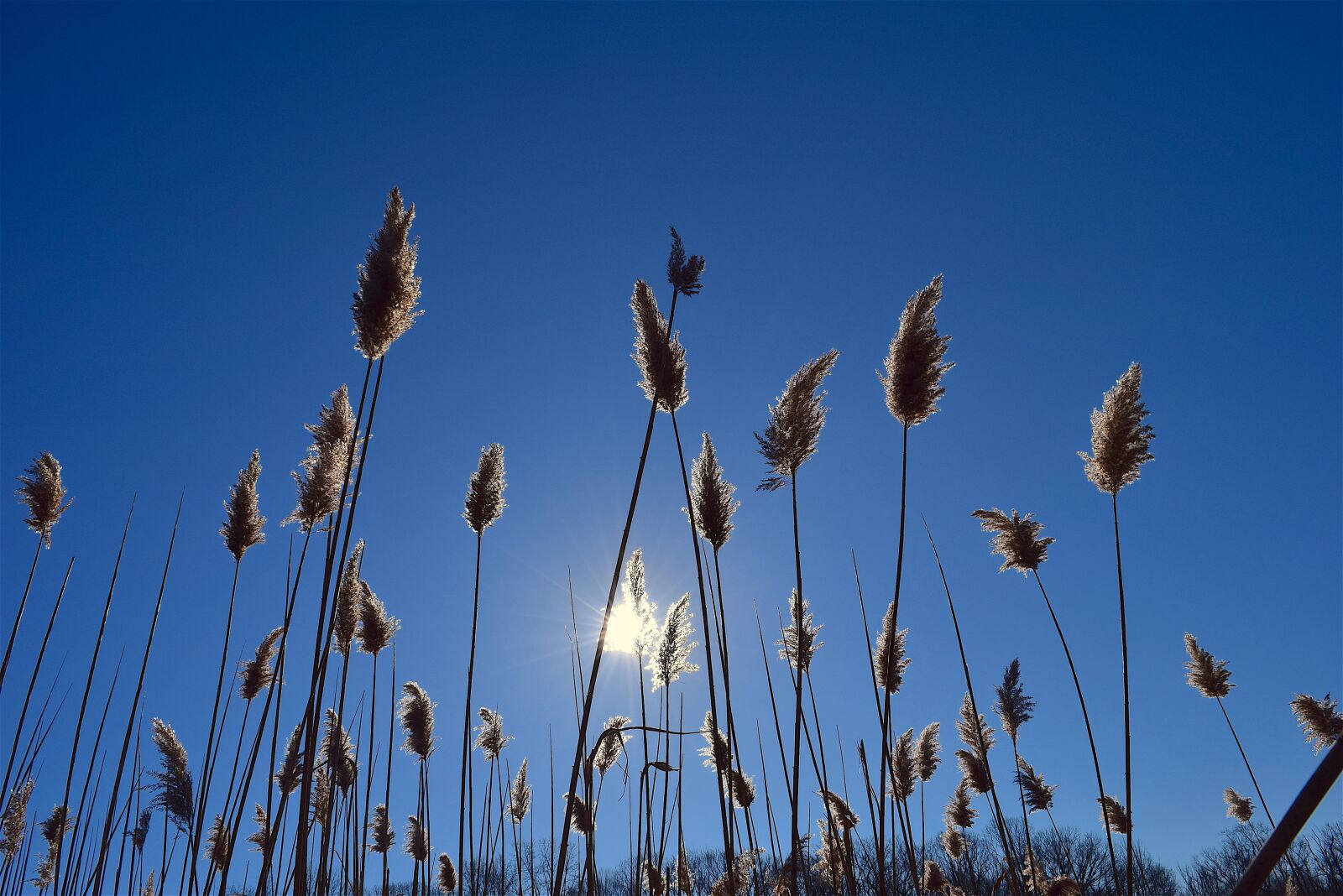 Nikon D3300 sample photo. Sun, reed, fluffy photography