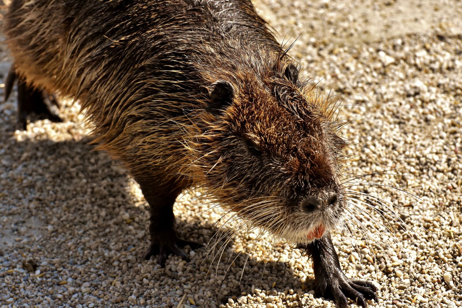 Nikon D7200 sample photo. Nutria, water rat, water photography