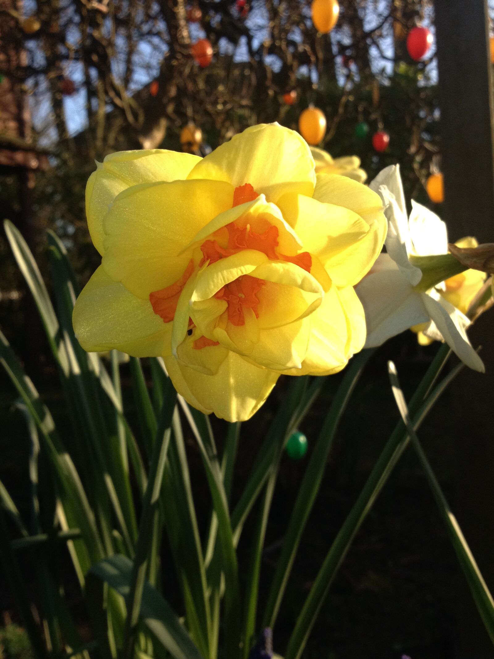 iPhone 4S back camera 4.28mm f/2.4 sample photo. Flower, narcissus, daffodil photography