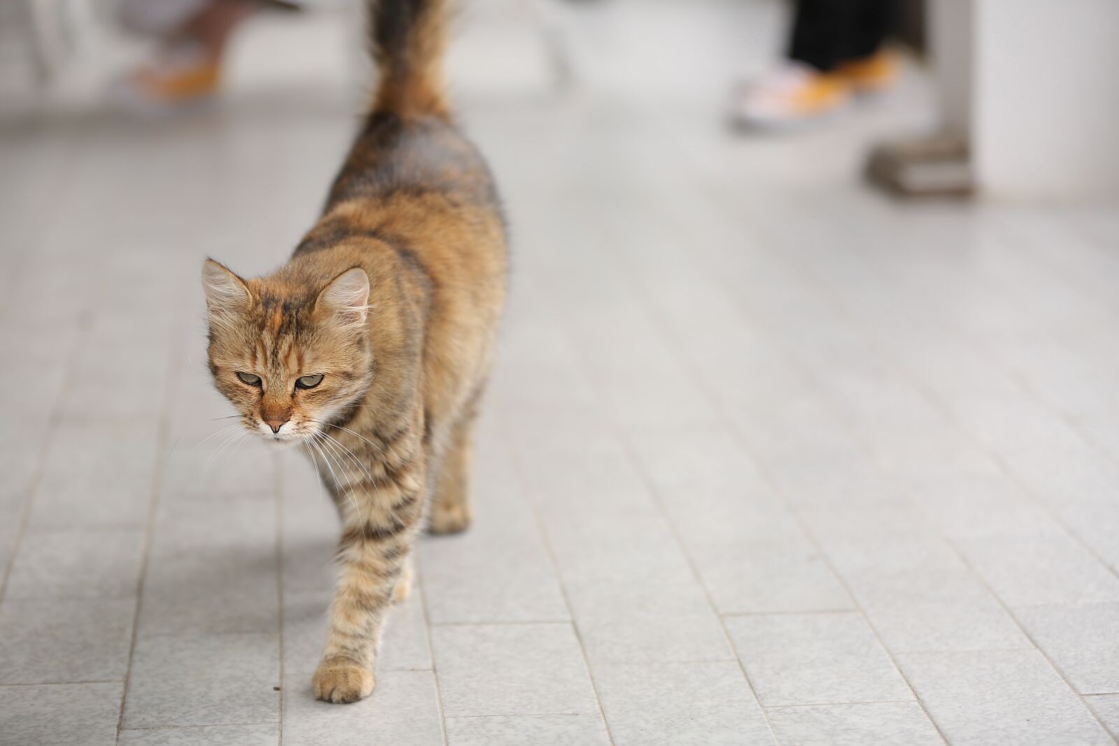 Canon EF 70-200mm F2.8L IS II USM sample photo. Light brown, domestic cat photography