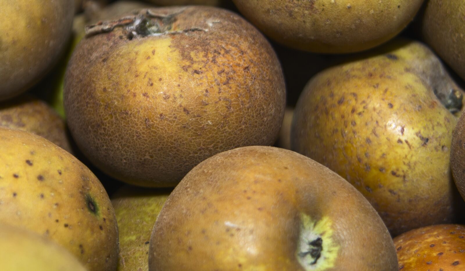 Canon EOS 600D (Rebel EOS T3i / EOS Kiss X5) sample photo. Apples, fruit, eco photography
