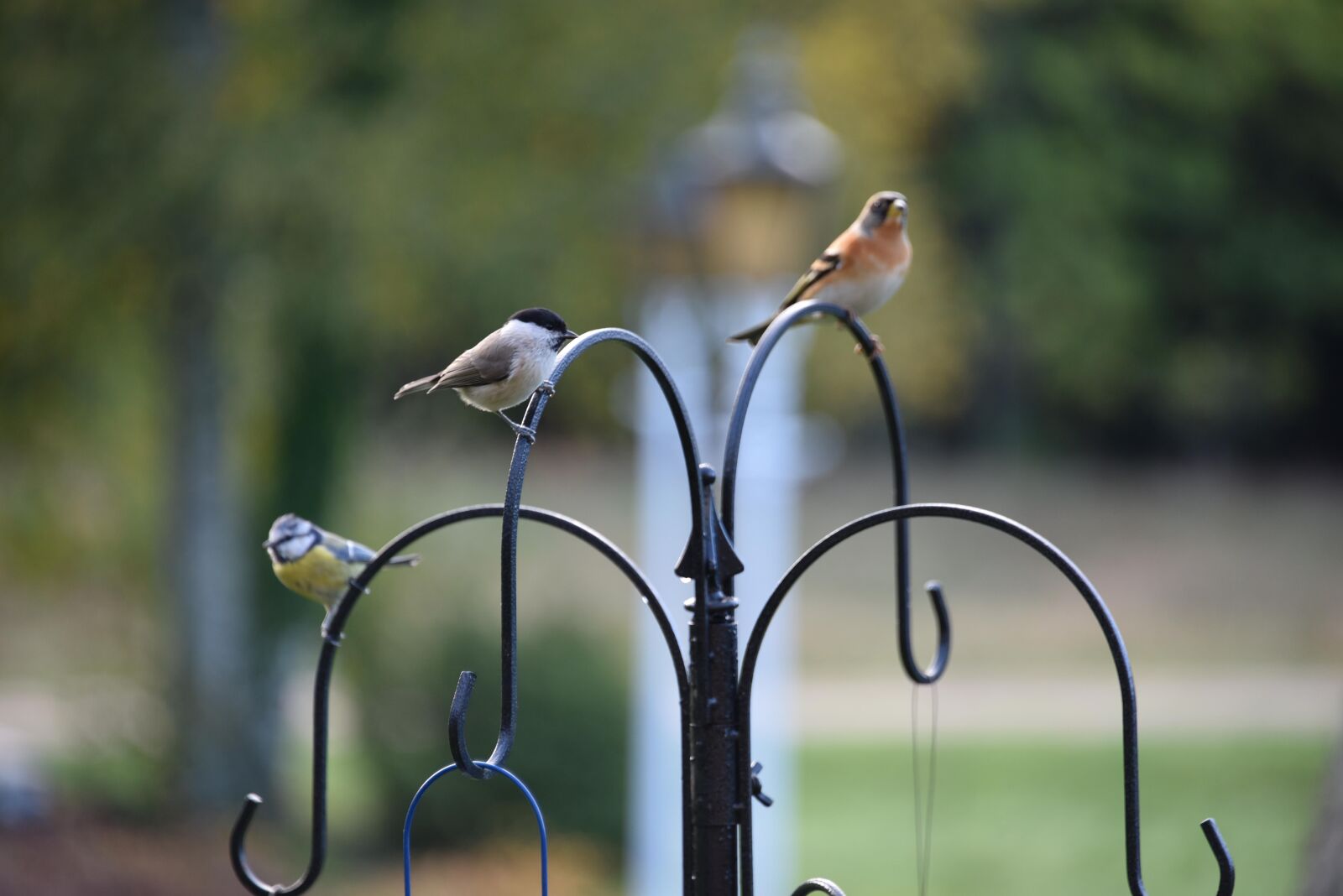 Nikon D750 sample photo. Birds, mat, nature photography