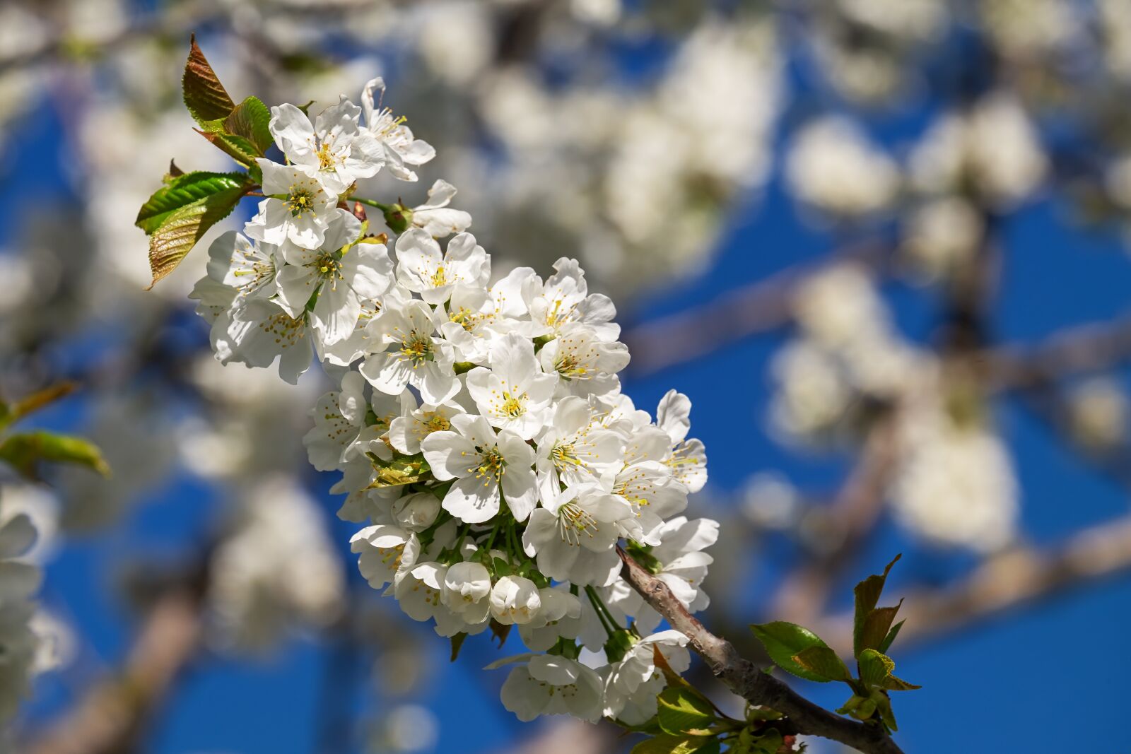 Fujifilm XF 55-200mm F3.5-4.8 R LM OIS sample photo. Cherry blossoms, bloom, spring photography