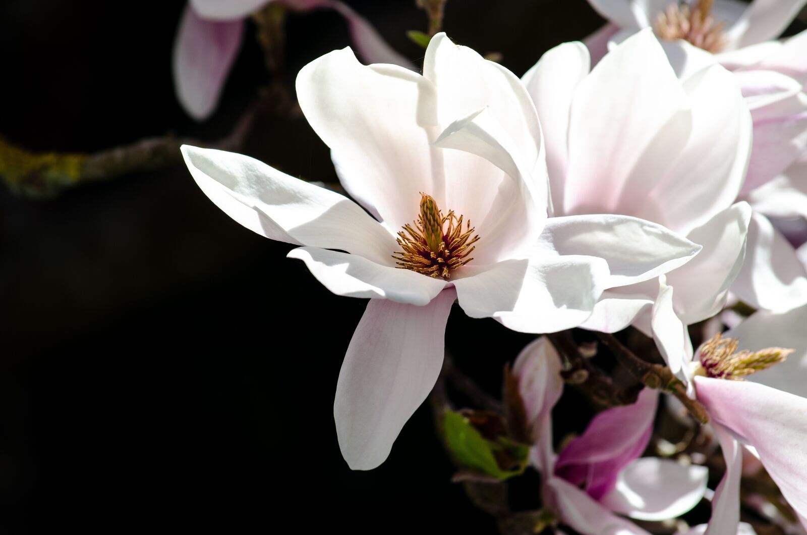 Nikon D5100 sample photo. Magnolia, blossom, bloom photography