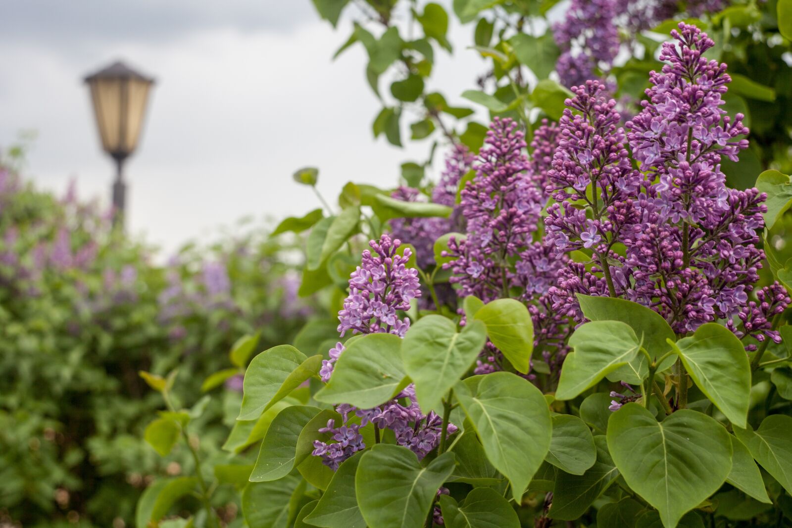 Canon EOS 5D Mark II sample photo. Lilac, flowers, greens photography