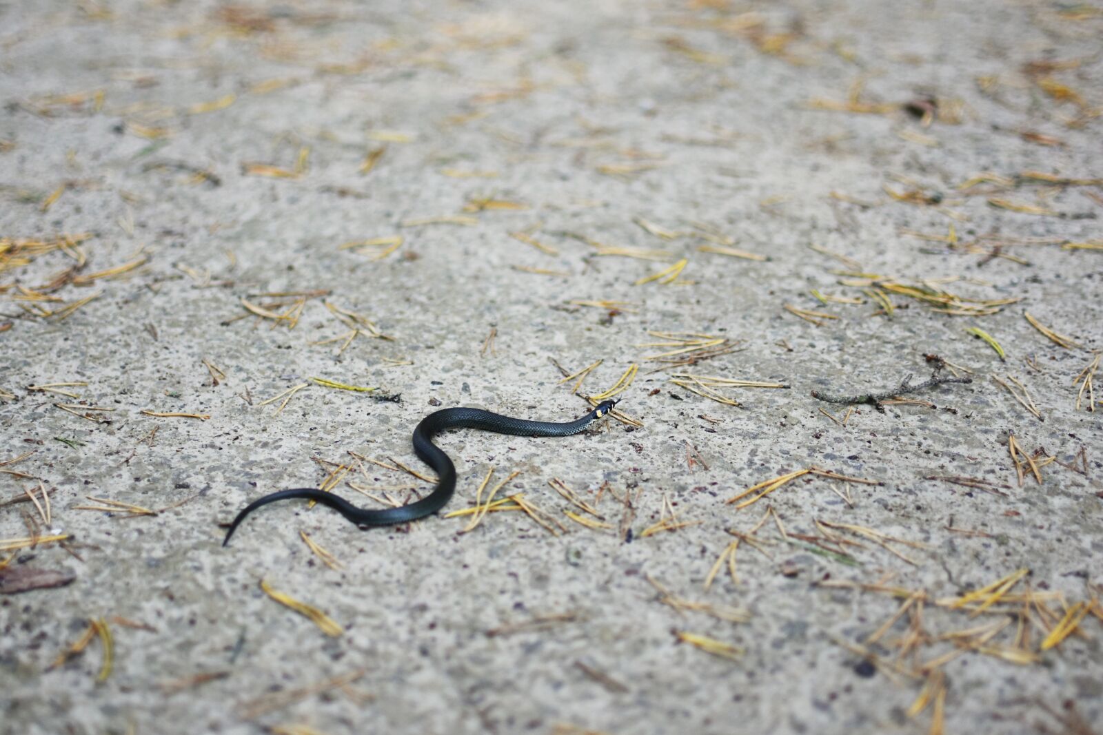 Nikon D7200 sample photo. Grass snake, snake, little photography