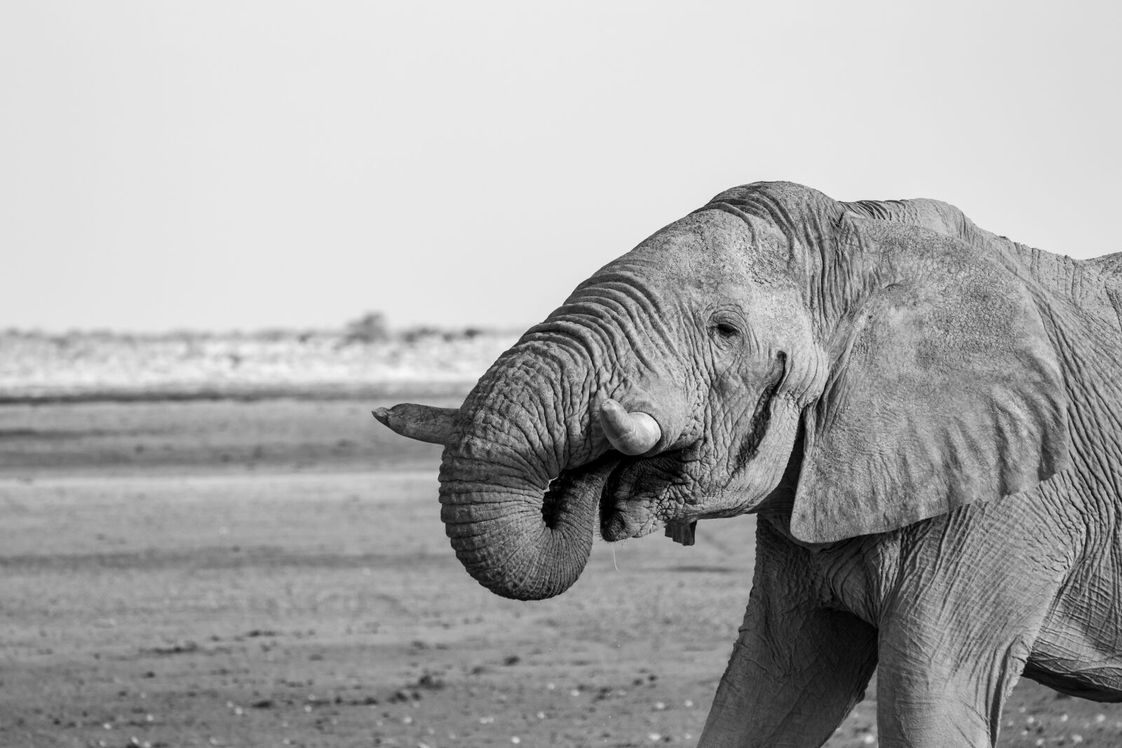 150-600mm F5-6.3 DG OS HSM | Contemporary 015 sample photo. Elephant, namibia, africa photography