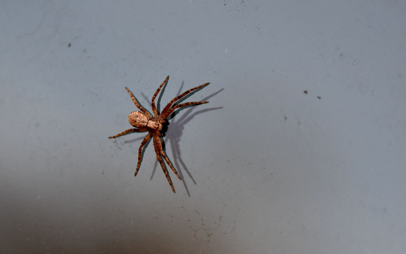 Nikon D7500 sample photo. Spider, arachnid, small photography