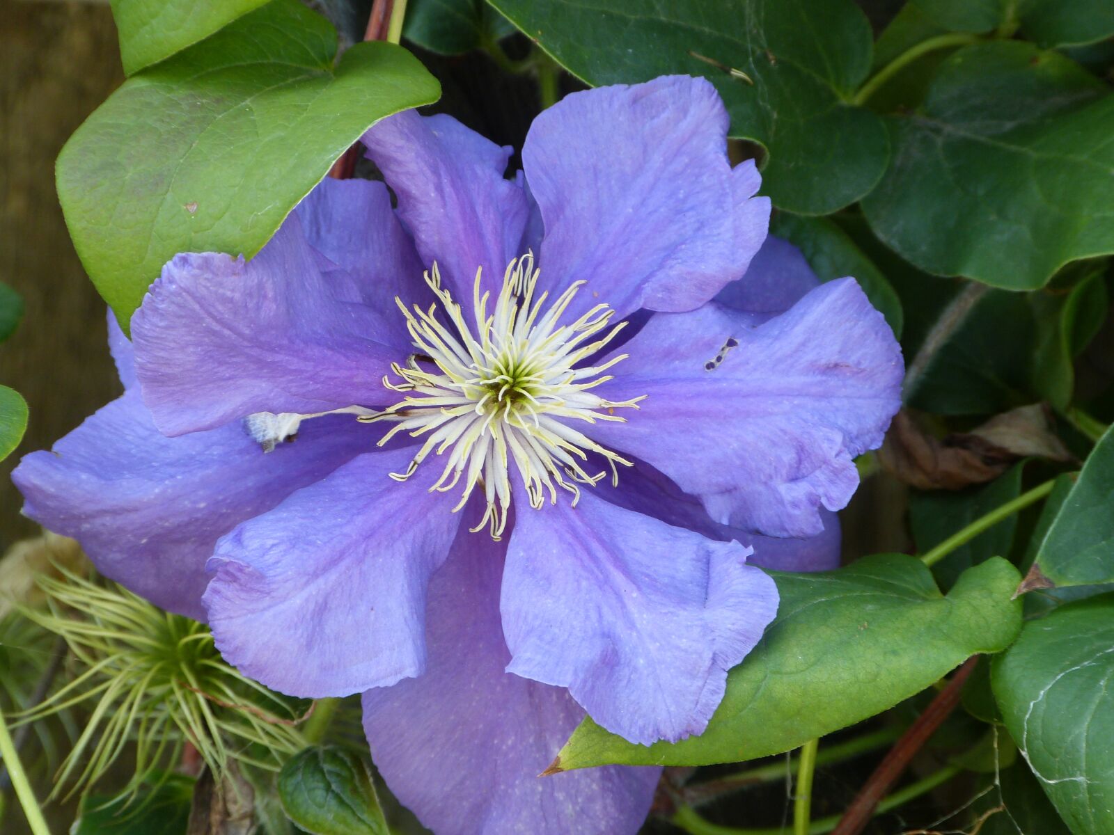 Panasonic Lumix DMC-FZ150 sample photo. Clematis, flower, flora photography