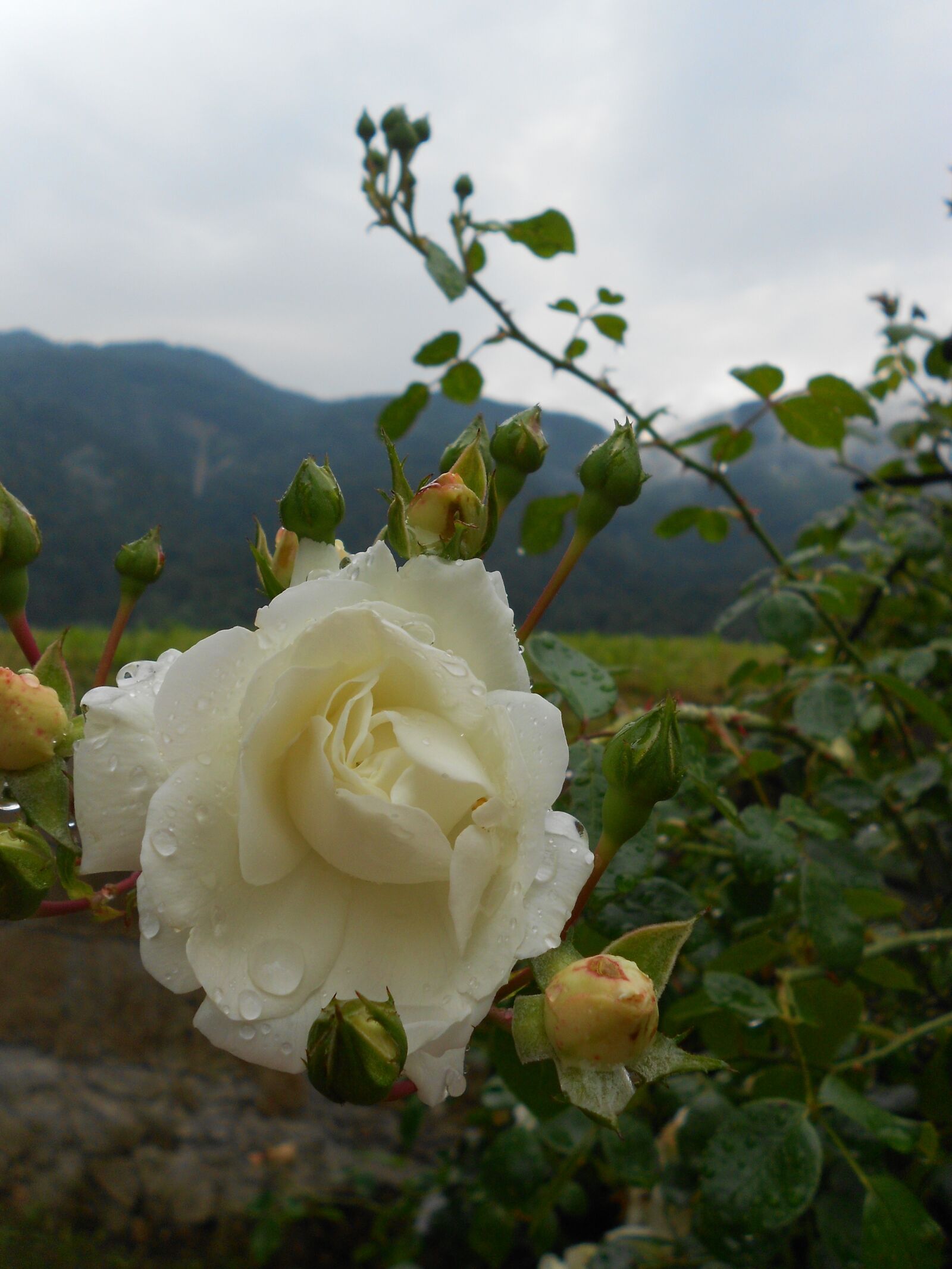 Nikon COOLPIX S2600 sample photo. White rose, raindrops, plant photography