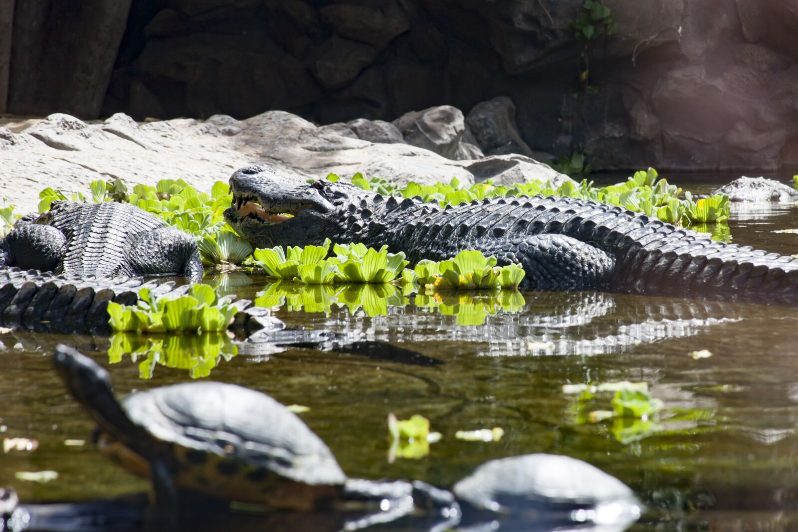 Canon EF 28-135mm F3.5-5.6 IS USM sample photo. Alligator, crocodile, zoo photography