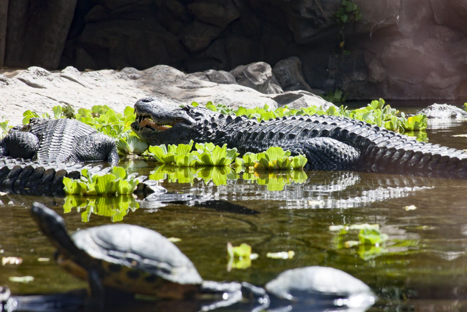 Canon EOS 5D + Canon EF 28-135mm F3.5-5.6 IS USM sample photo. Alligator, crocodile, zoo photography