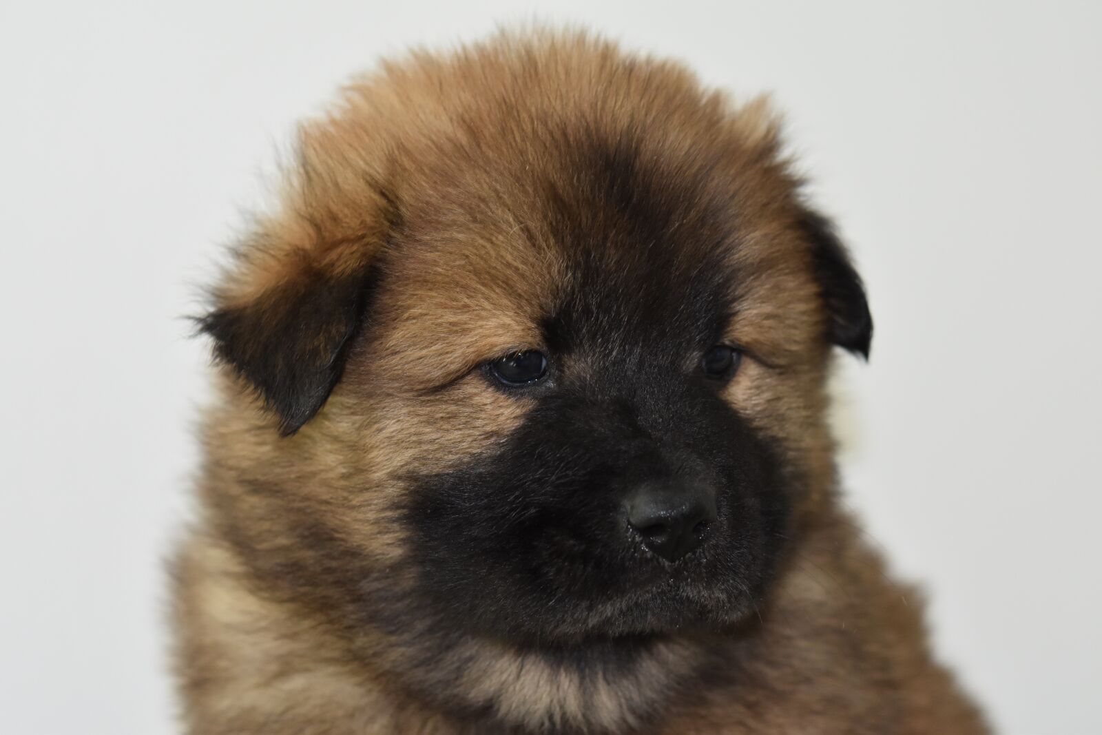 Nikon D5600 sample photo. Dog, puppy, pup photography